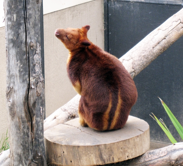 Dozing marsupial